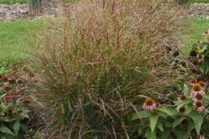 Grass Panicum 'Red Flame' New 2025